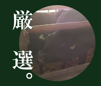 厳選された飼料が健康で良質な小川原湖牛を育てます。